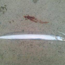 当たり年？の太刀魚‼